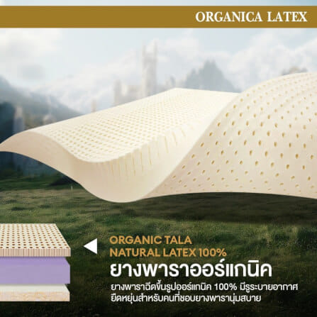  ที่นอน 3.5 ฟุต BEDISUPREME รุ่น ORGANICA LATEX หนา 6 นิ้ว_3