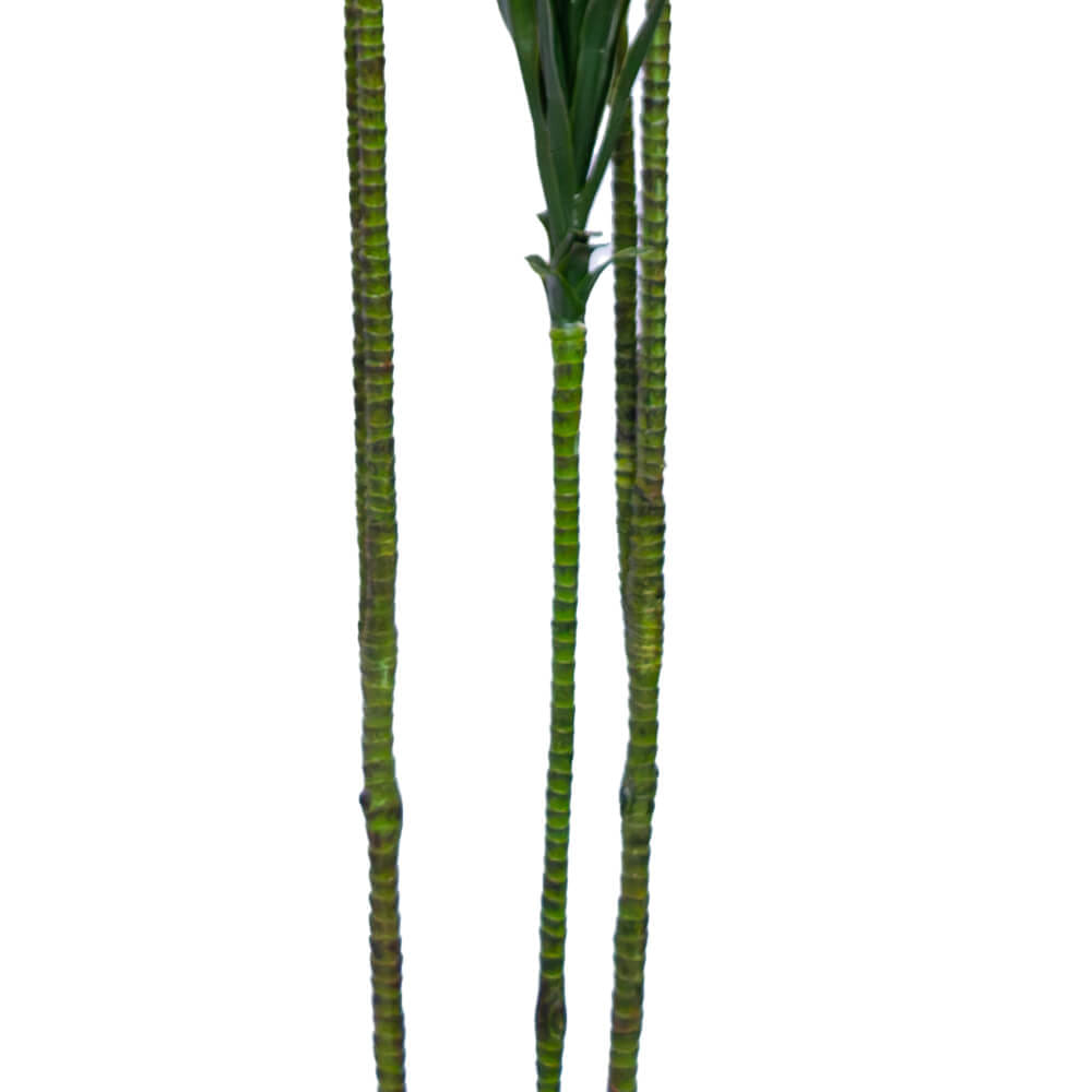 ต้นไม้ประดิษฐ์ในกระถาง CHIC REPUBLIC รุ่น DRAGON TREE/110 สีเขียว_3