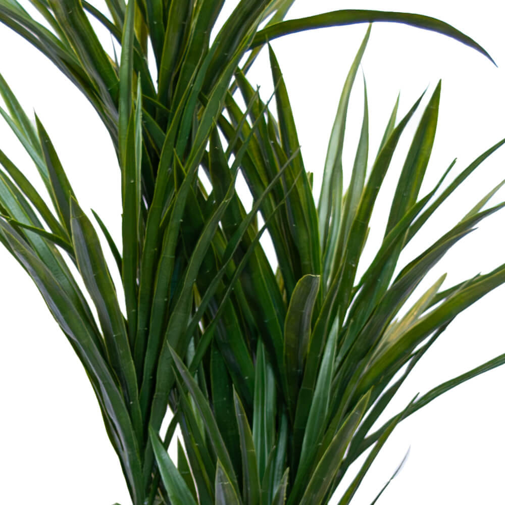ต้นไม้ประดิษฐ์ในกระถาง CHIC REPUBLIC รุ่น DRAGON TREE/110 สีเขียว_4