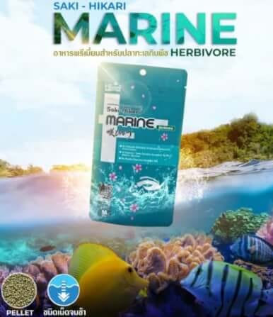 อาหารปลาทะเล SAKI-HIKARI MARINE HERBIVORE เม็ดจม (SIZE M)_1