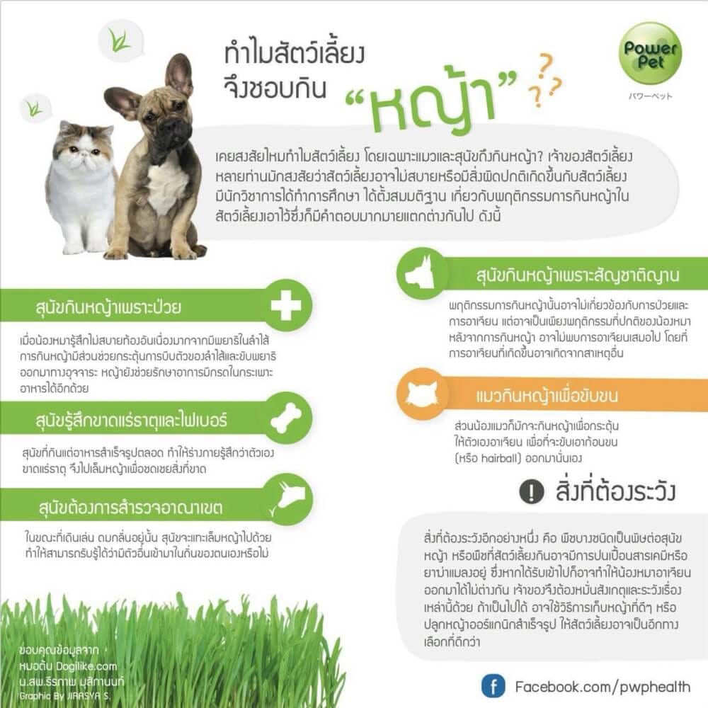 ชุดปลูกข้าวสาลี ออร์แกนิค สำหรับสัตว์เลี้ยง สมาร์ทกลาส 350 กรัม
