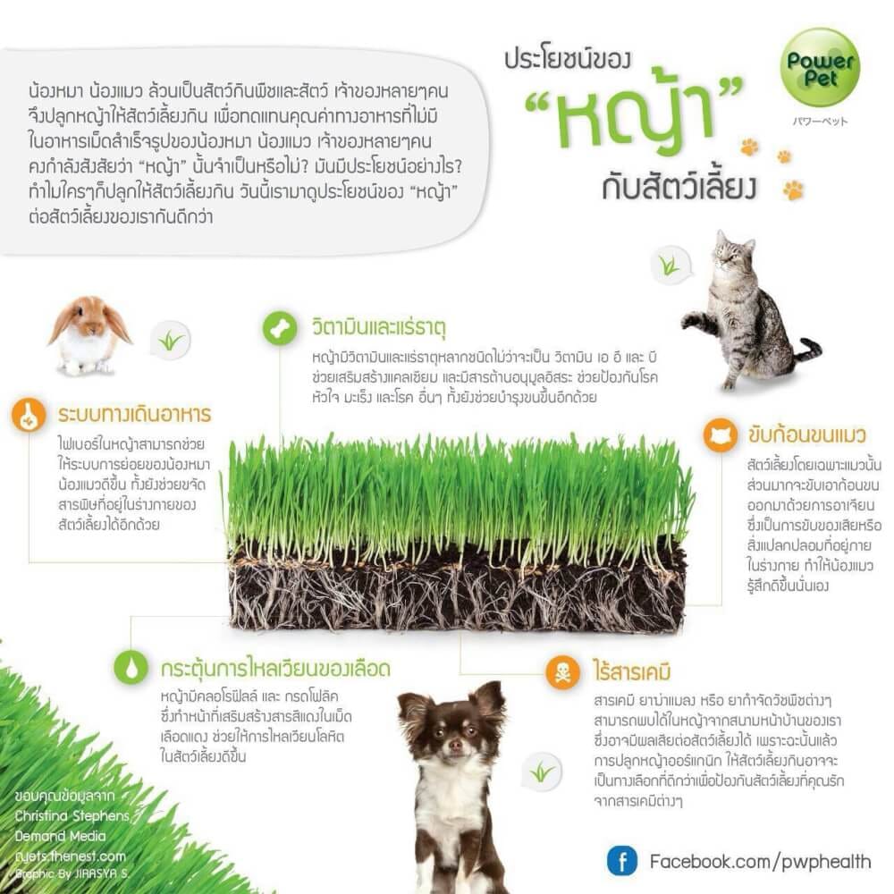 ชุดปลูกข้าวสาลี ออร์แกนิค สำหรับสัตว์เลี้ยง สมาร์ทกลาส 350 กรัม