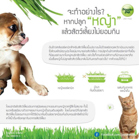 ชุดปลูกข้าวสาลี ออร์แกนิค สำหรับสัตว์เลี้ยง สมาร์ทกลาส 350 กรัม_2