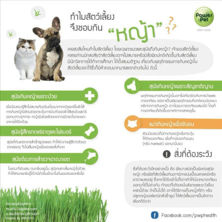 ชุดปลูกข้าวสาลี ออร์แกนิค สำหรับสัตว์เลี้ยง สมาร์ทกลาส 350 กรัม_3
