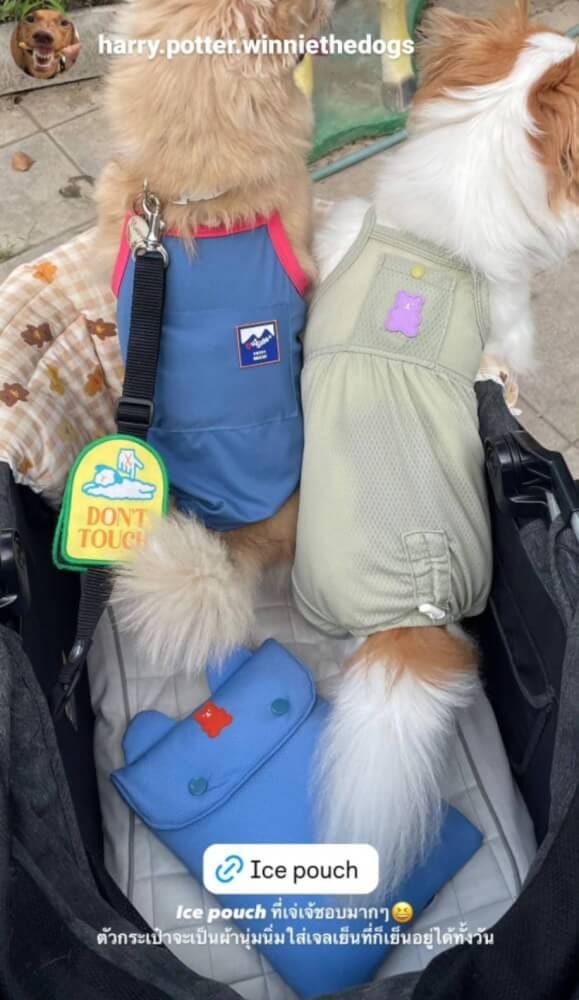 กระเป๋าเก็บความเย็นสำหรับสัตว์เลี้ยง PUPPY GALLERY Jelly Bear Ice Pouch สีเขียว