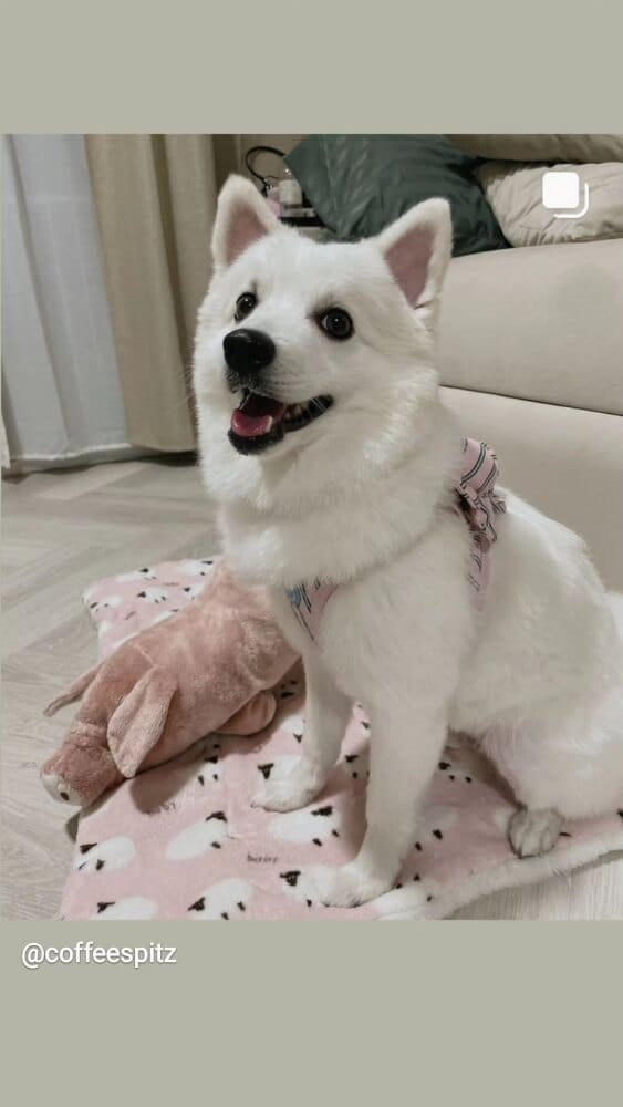 ของเล่นสัตว์เลี้ยง PUPPY GALLERY Stripe Daisy Toy สีชมพู (มีเสียงเมื่อบีบ)