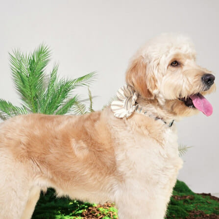 ของเล่นสัตว์เลี้ยง PUPPY GALLERY Stripe Daisy Toy สีครีม (มีเสียงเมื่อบีบ)_10