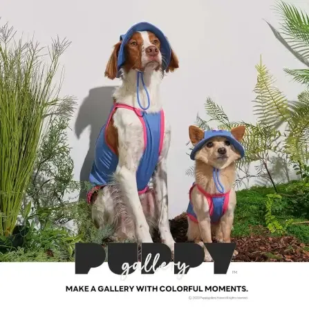 หมวกสัตว์เลี้ยง PUPPY GALLERY ไซซ์ XL สีฟ้า มาพร้อม Cooling Pads_3