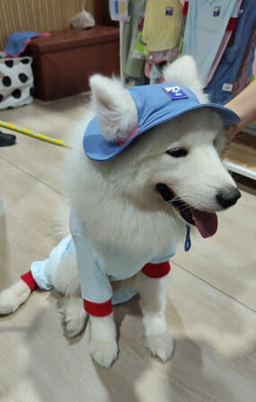 หมวกสัตว์เลี้ยง PUPPY GALLERY ไซซ์ XL สีฟ้า มาพร้อม Cooling Pads_5