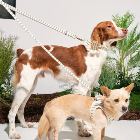 ของเล่นสัตว์เลี้ยง PUPPY GALLERY Stripe Daisy Toy สีครีม (มีเสียงเมื่อบีบ)_8