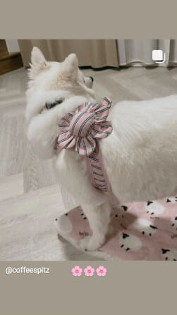ของเล่นสัตว์เลี้ยง PUPPY GALLERY Stripe Daisy Toy สีชมพู (มีเสียงเมื่อบีบ)_8
