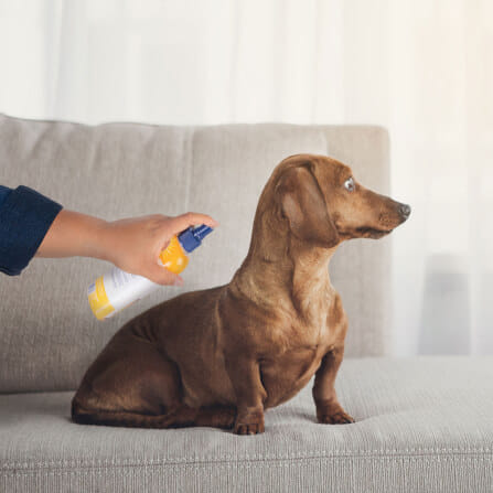 สเปรย์กำจัดกลิ่นสุนัข ARM AND HAMMER ITCH RELIEF สูตรคาโมมายล์และเปปเปอร์มินต์ บรรเทาอาการคัน 236 ML_3