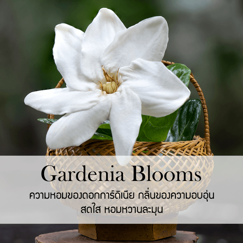 ก้านไม้หอมปรับอากาศ PHRUKSA SPA รีฟิล ขนาด 1000 มล. กลิ่น GARDENIA BLOOMS_1