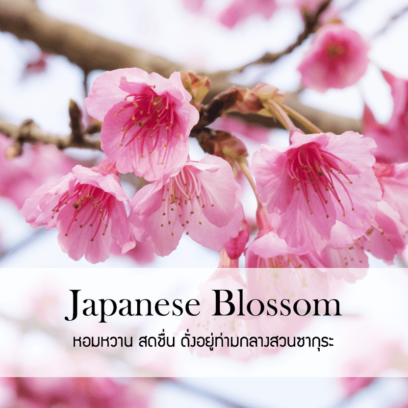 ก้านไม้หอมปรับอากาศ PHRUKSA SPA รีฟิล ขนาด 500 มล.  กลิ่น JAPANESE BLOSSOM_1