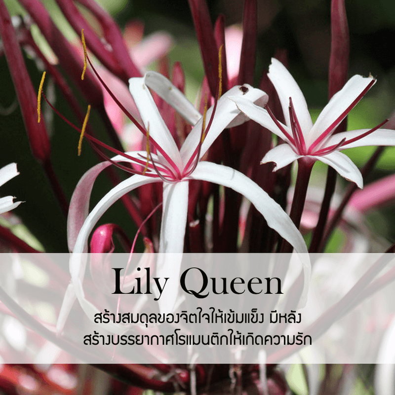 ก้านไม้หอมปรับอากาศ PHRUKSA SPA รีฟิล ขนาด 50 มล.  กลิ่น LILY QUEEN