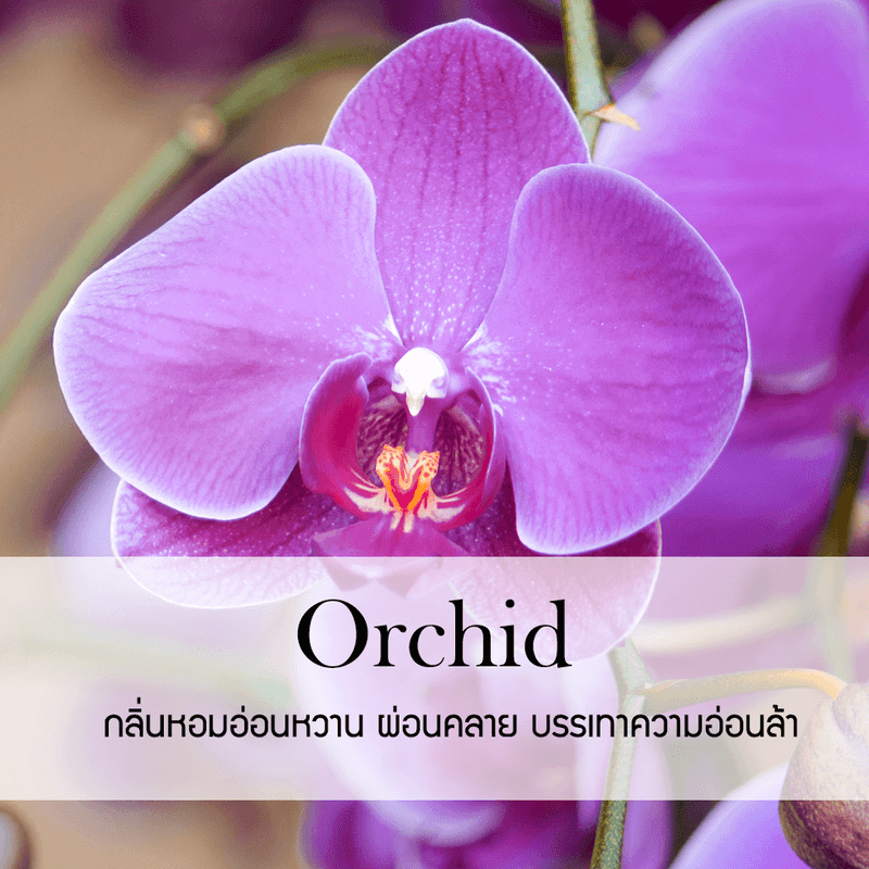 ก้านไม้หอมปรับอากาศ PHRUKSA SPA รีฟิล ขนาด 30 มล.  กลิ่น ORCHID