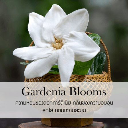 ก้านไม้หอมปรับอากาศ PHRUKSA SPA รีฟิล ขนาด 30 มล.  กลิ่น GARDENIA BLOOMS_1
