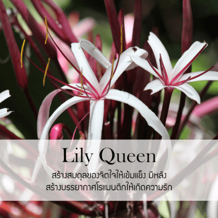 ก้านไม้หอมปรับอากาศ PHRUKSA SPA รีฟิล ขนาด 50 มล.  กลิ่น LILY QUEEN_1