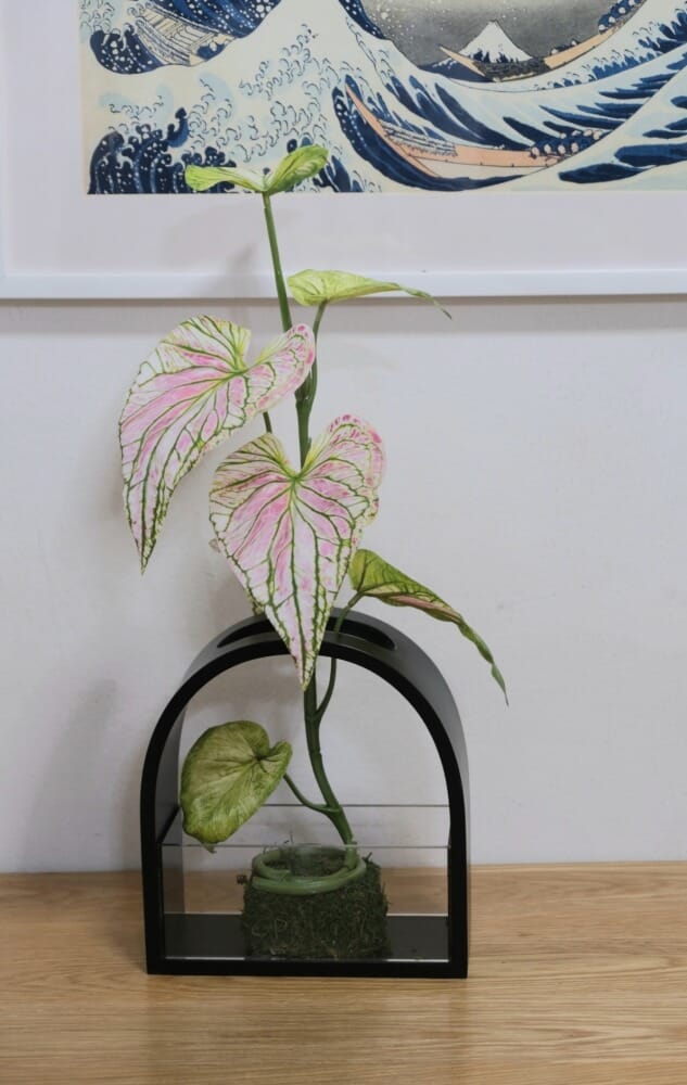 ใบบอนประดิษฐ์ผ้าจัดในแจกัน JGLORYFLOWER สีชมพู แจกันดำ_2