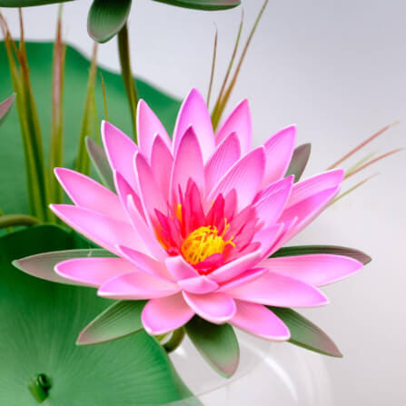 ดอกบัวสายประดิษฐ์ในแจกัน  JGLORYFLOWER  สีชมพู_3