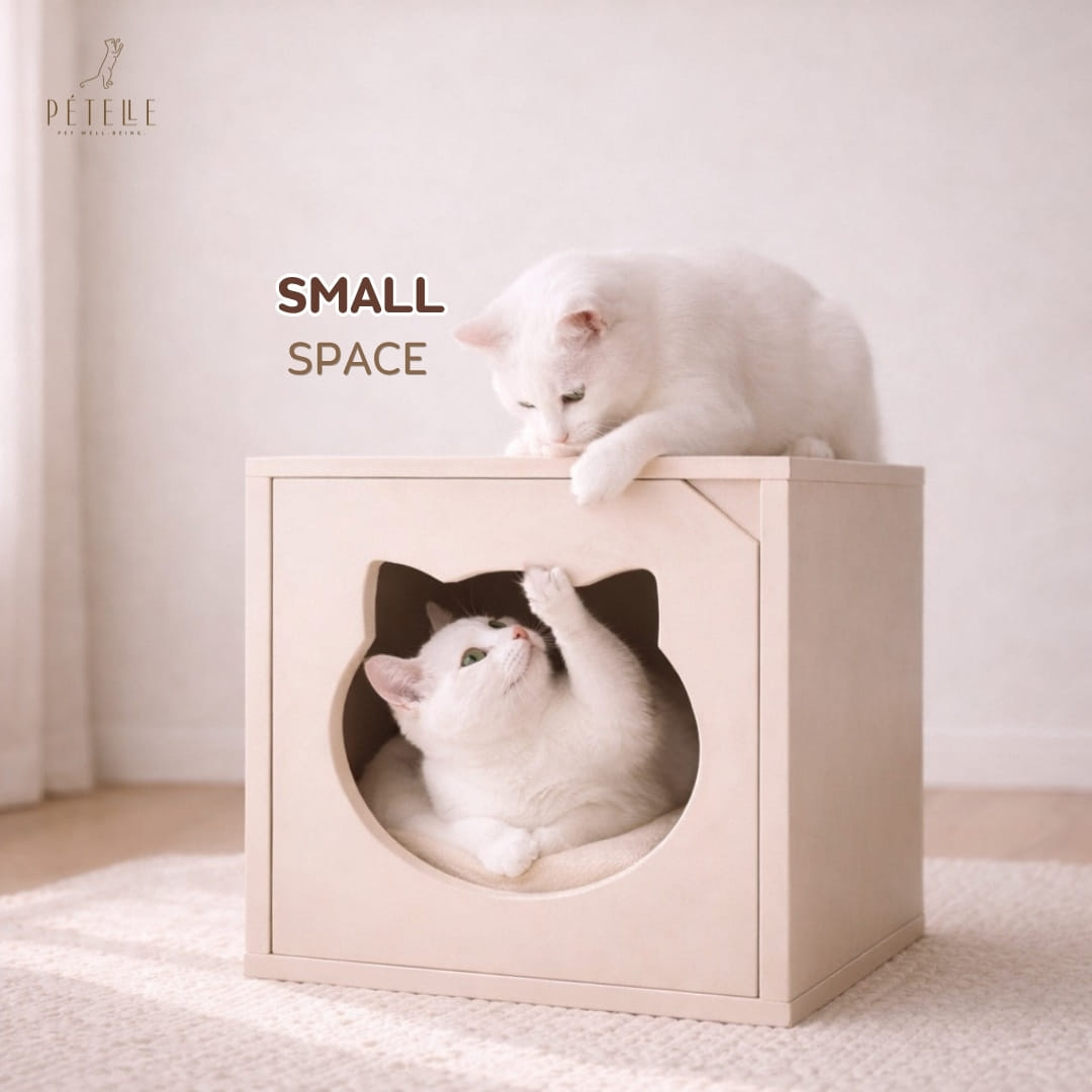 ชุดของเล่นแมว 3 ชิ้น PETELLE PLAY TIME SET_1