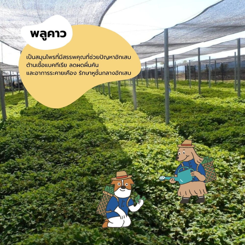 น้ำยาเช็ดหูสัตว์เลี้ยง HOWNDO พลูคาว สูตรอ่อนโยน 100 มล.