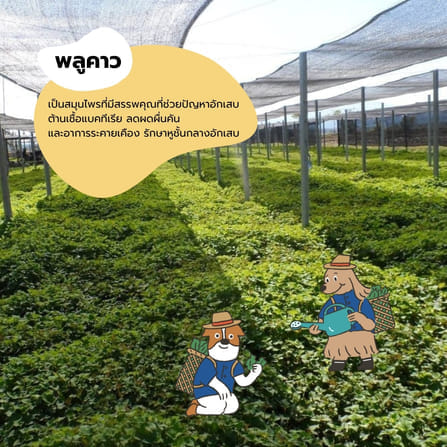 น้ำยาเช็ดหูสัตว์เลี้ยง HOWNDO พลูคาว สูตรอ่อนโยน 100 มล._6
