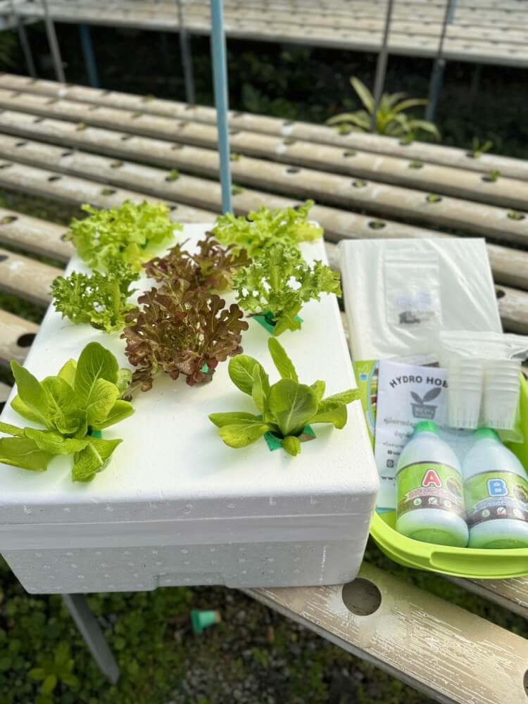 ชุดอุปกรณ์ปลูกผักไฮโดรโปนิกส์ HYDROHOBBY HYDRO FOAM BOX ขนาด 39 X 54 X 15 ซม.