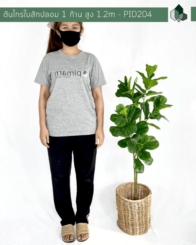 ต้นไทรใบสักปลอม 2 ก้าน PIMARN รุ่น PID204 สูง 1.2 เมตร ไม้ประดิษฐ์เหมือนจริง