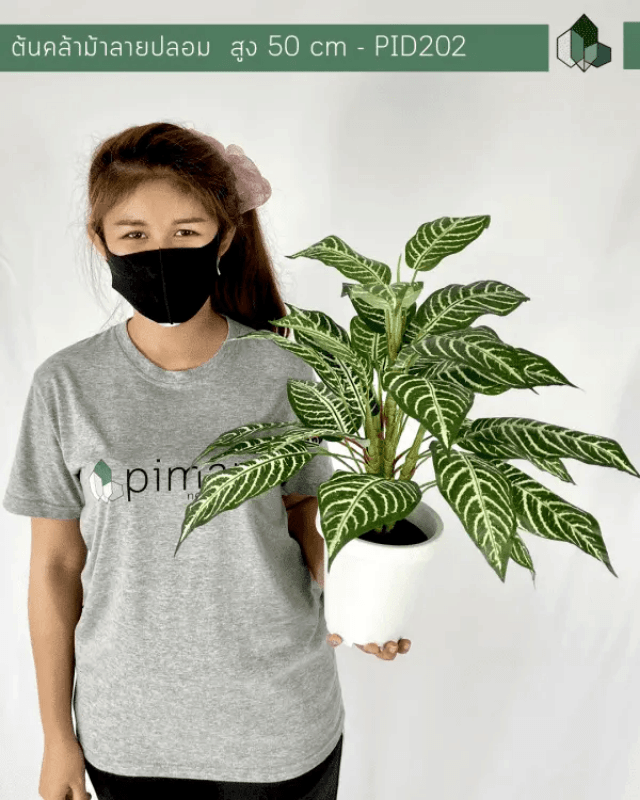 ต้นคล้าม้าลายปลอม PIMARN รุ่น PID202 สูง 50 CM