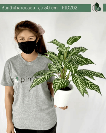 ต้นคล้าม้าลายปลอม PIMARN รุ่น PID202 สูง 50 CM_4