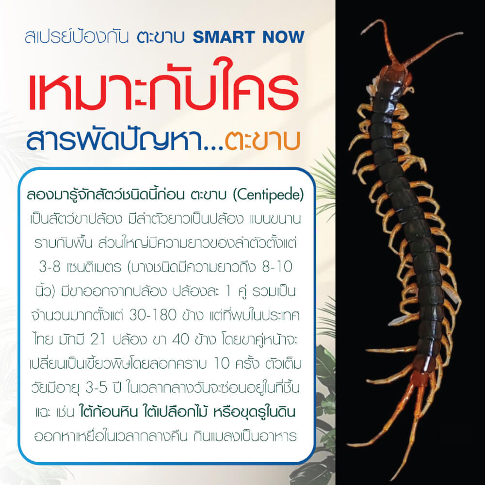 สเปรย์สมุนไพรไล่ตะขาบ แมงป่อง กิ้งกือ SMARTNOW 250 มล._4
