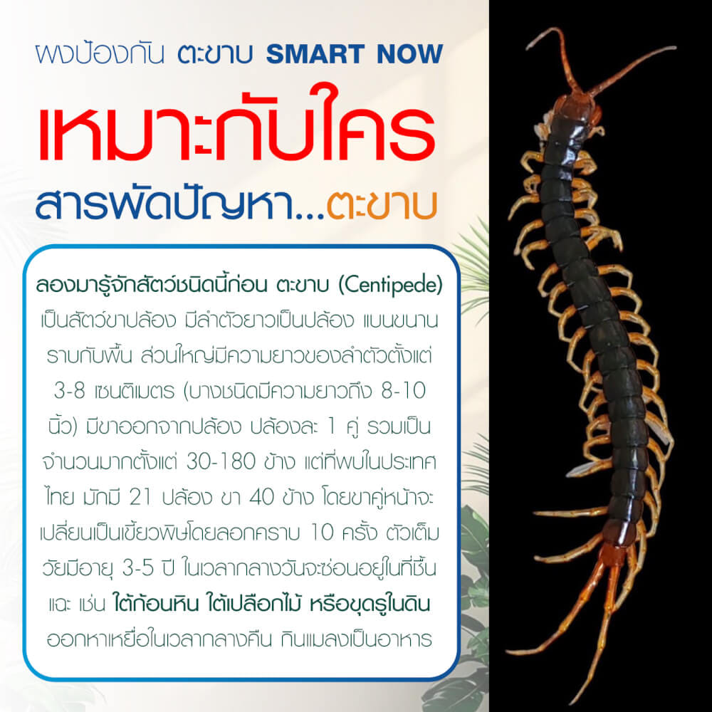 ผงสมุนไพรไล่ตะขาบ แมงป่อง กิ้งกือ SMARTNOW 100 กรัม_4